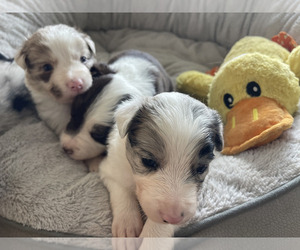 Border Collie Puppy for Sale in FLORENCE, South Carolina USA
