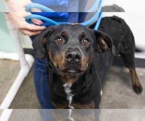 Labrador Retriever-Plott Hound Mix Dogs for adoption in Mountain Home, AR, USA
