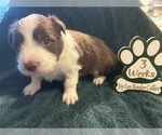 Small Photo #8 Border Collie Puppy For Sale in GIDDINGS, TX, USA