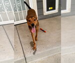 Small Australian Kelpie Mix