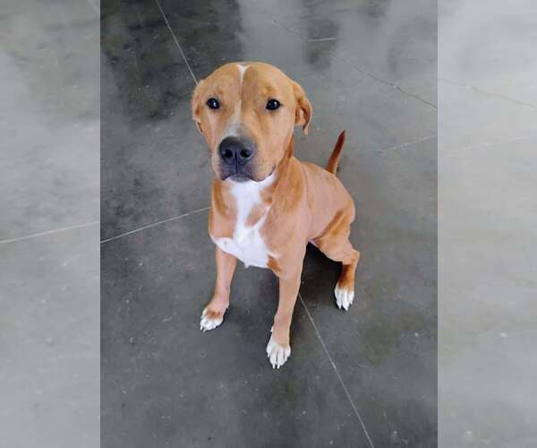 Medium Photo #7 Mutt Puppy For Sale in Abbeville, LA, USA