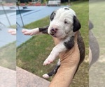 Small #7 Great Dane