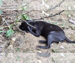 Small #13 Labrador Retriever Mix