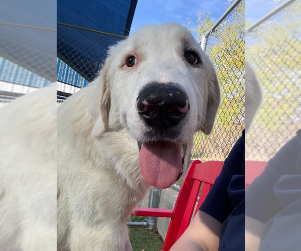 Medium Photo #8 Great Pyrenees Puppy For Sale in Croydon, NH, USA