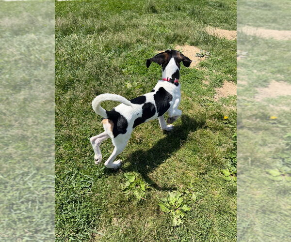 Medium Photo #3 Treeing Walker Coonhound Puppy For Sale in Pierceton , IN, USA