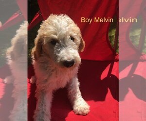 Goldendoodle-Poodle (Standard) Mix Puppy for sale in GATES, NY, USA