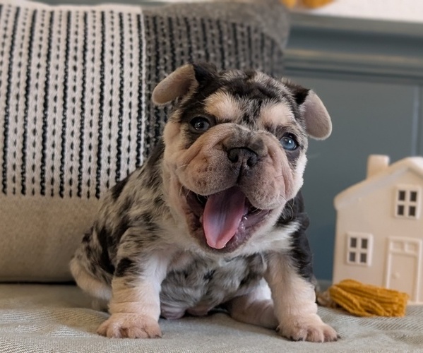 Medium Photo #6 French Bulldog Puppy For Sale in GOSHEN, IN, USA