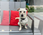 Small #1 Chihuahua Mix