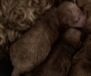 Medium Cocker Spaniel-Poodle (Miniature) Mix