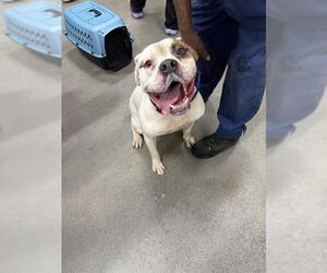 American Bulldog Dogs for adoption in Forestville, MD, USA