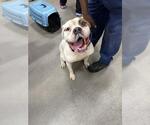 Small American Bulldog