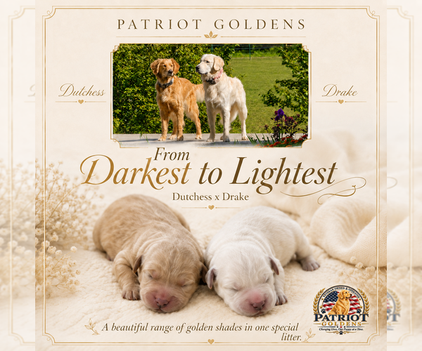 Medium Photo #3 Golden Retriever Puppy For Sale in SODDY DAISY, TN, USA
