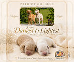 Small #2 Golden Retriever