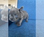 Small Photo #7 French Bulldog Puppy For Sale in MISSOURI CITY, TX, USA