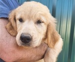 Puppy Female 737 Golden Retriever