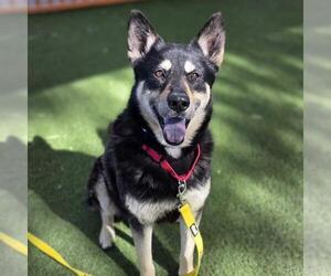 German Shepherd Dog-Unknown Mix Dogs for adoption in Las Vegas, NV, USA