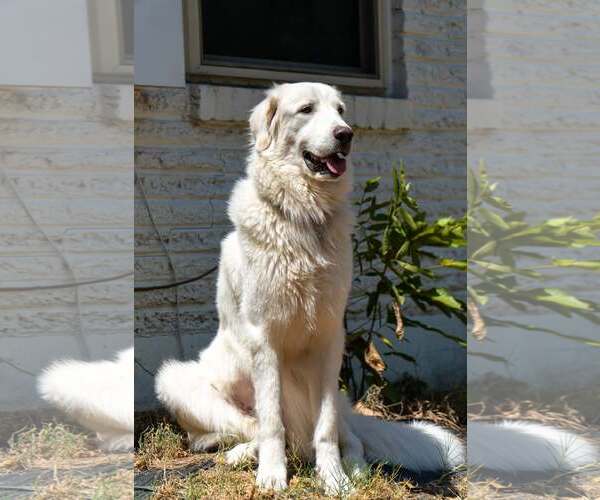 Medium Photo #3 Great Pyrenees Puppy For Sale in Dallas, TX, USA