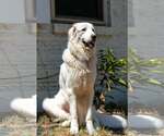 Small #2 Great Pyrenees