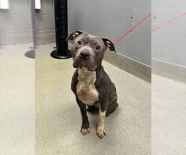 Medium Photo #1 Mutt Puppy For Sale in Las Vegas, NV, USA