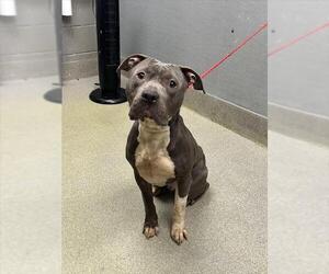 Mutt Dogs for adoption in Las Vegas, NV, USA