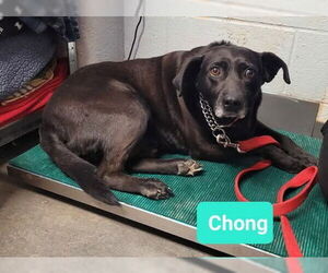 Chong-Sponsored - Male Affenpinscher-Labrador Retriever Mix Dog for Adoption - Photo #4