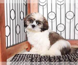 Shih Tzu Puppy for Sale in NAPLES, Florida USA