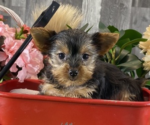 Yorkshire Terrier Puppy for sale in CANOGA, NY, USA