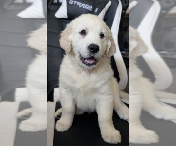Medium Photo #1 Golden Retriever Puppy For Sale in MODESTO, CA, USA