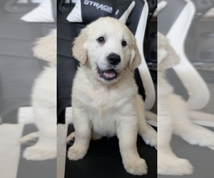 Medium Golden Retriever