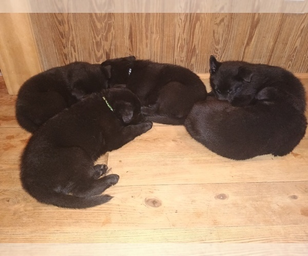 Medium Photo #1 German Shepherd Dog Puppy For Sale in SCREVEN, GA, USA
