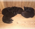 Image preview for Ad Listing. Nickname: Litter of 4
