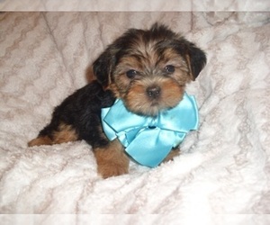 Yorkshire Terrier Puppy for sale in JACKSON, MS, USA