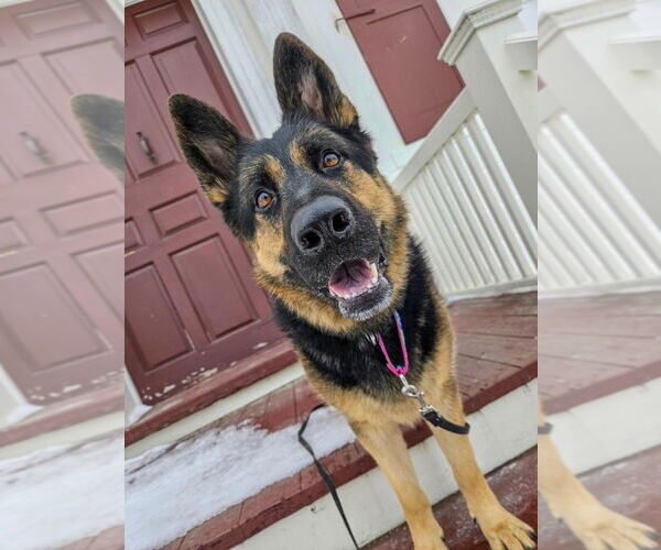 Medium Photo #13 German Shepherd Dog Puppy For Sale in Gloversville, NY, USA