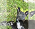 Small #2 Mutt