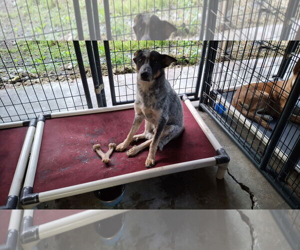 Medium Photo #15 Mutt Puppy For Sale in Sebec, ME, USA