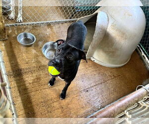 American Pit Bull Terrier-Unknown Mix Dogs for adoption in Shreveport, LA, USA