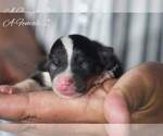 Small Photo #5 Pembroke Welsh Corgi Puppy For Sale in ANDALUSIA, AL, USA