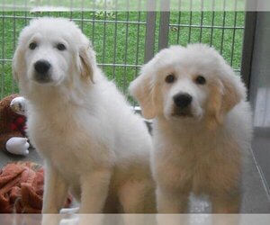Great Pyrenees Dogs for adoption in Orange, CA, USA