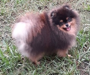 Father of the Pomeranian puppies born on 04/07/2024