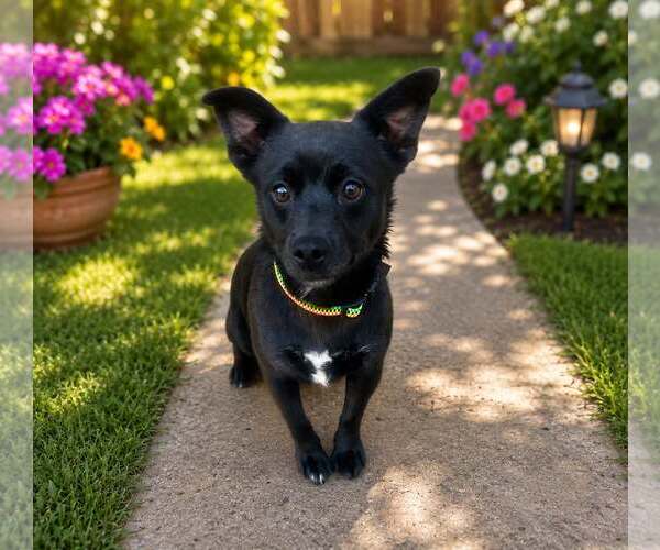 Medium Photo #1 Chihuahua-Unknown Mix Puppy For Sale in Yuba City, CA, USA