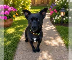Chihuahua-Unknown Mix Dogs for adoption in Yuba City, CA, USA