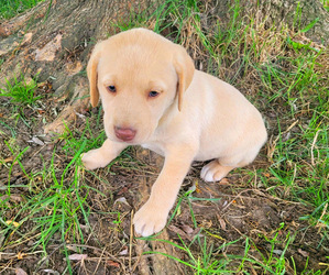 Labrador Retriever Puppy for sale in NOVI, MI, USA