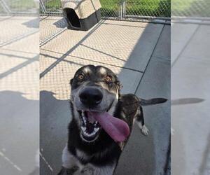 German Shepherd Dog-Siberian Husky Mix Dogs for adoption in London, Ontario, Canada