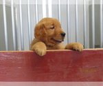 Small #3 Golden Retriever