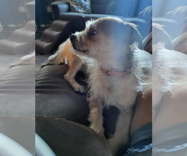 Medium Photo #3 Mutt Puppy For Sale in Anchorage, AK, USA