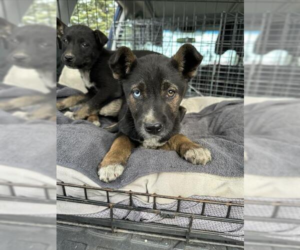 Medium Photo #1 Siberian Husky-Unknown Mix Puppy For Sale in Stockton, CA, USA