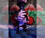 Puppy Esther Chihuahua-Puggle Mix