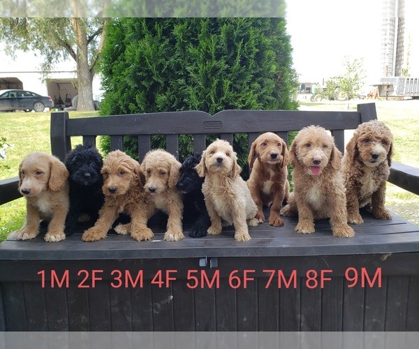 Medium Photo #1 Labradoodle Puppy For Sale in EDINA, MO, USA