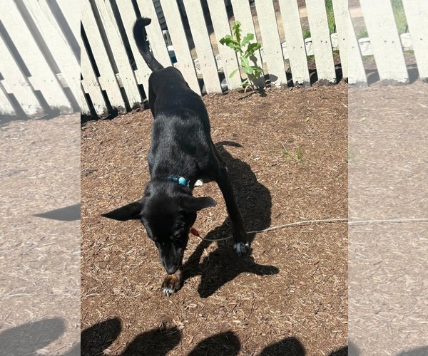 Medium Photo #4 Mutt Puppy For Sale in Germantown, OH, USA
