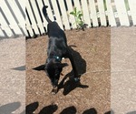 Small #3 Mutt